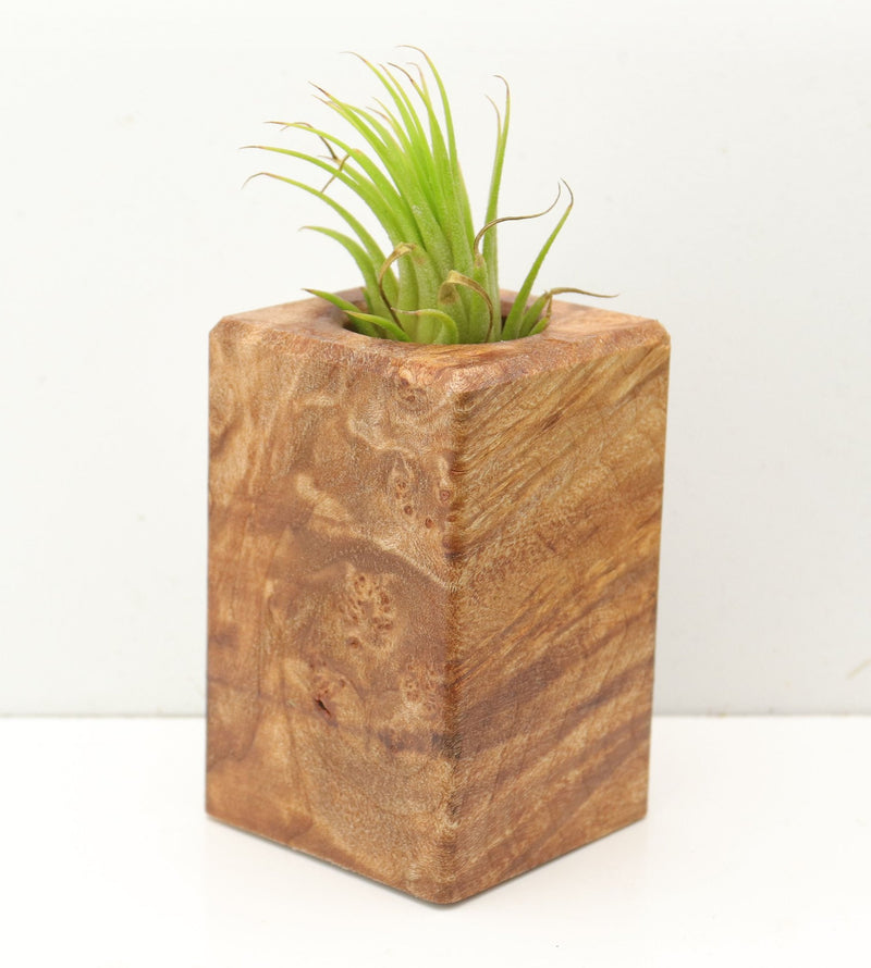 Wood Burl  Air Plant Holder - Deborah (Wood Burl, 689719)