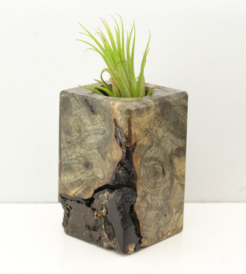 Wood Burl  Air Plant Holder - Willard (Wood Burl, 689721)