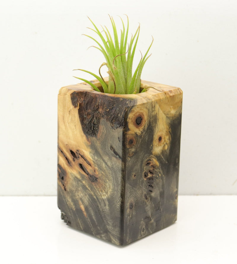 Wood Burl  Air Plant Holder - Mickey (Wood Burl, 689722)