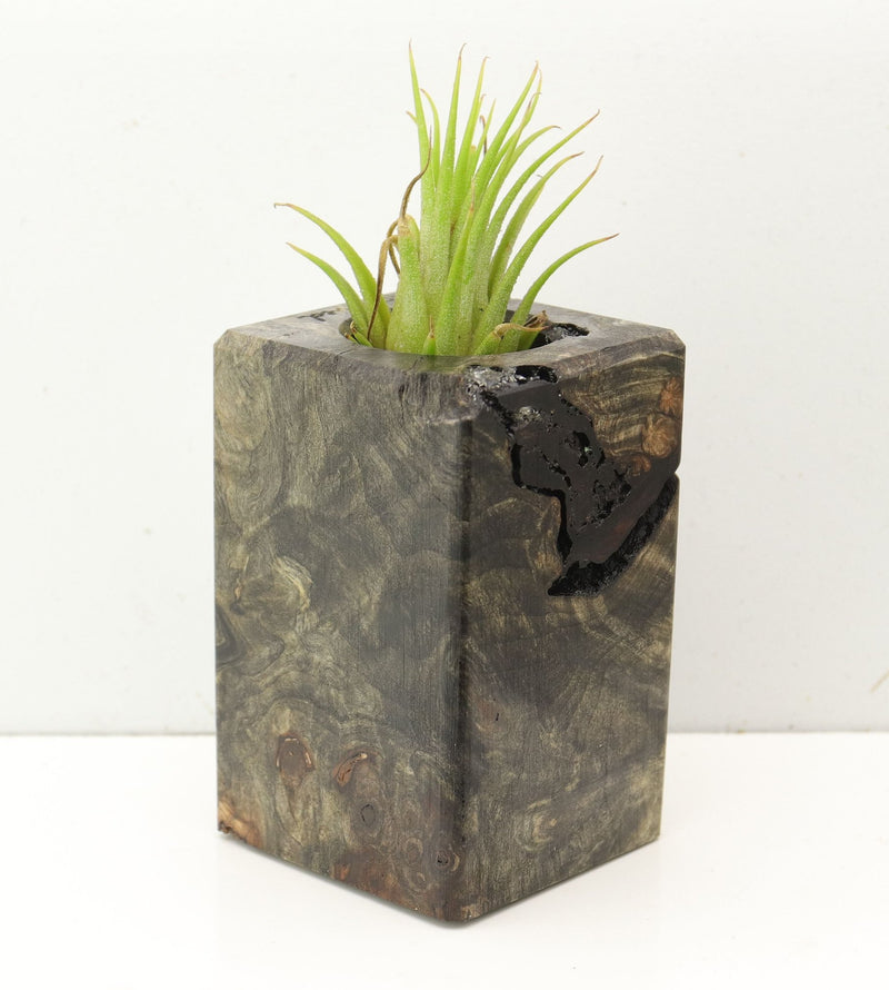 Wood Burl  Air Plant Holder - Jennifer (Wood Burl, 689723)
