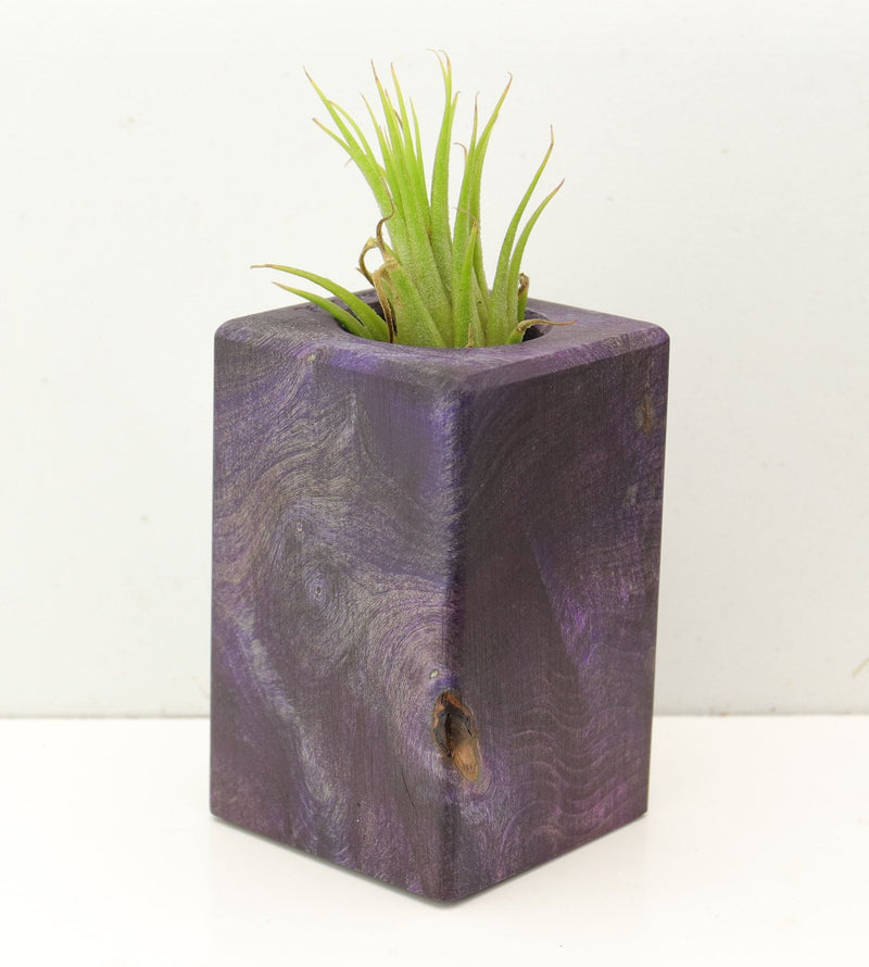 Wood Burl  Air Plant Holder - Joanna (Wood Burl, 689724)