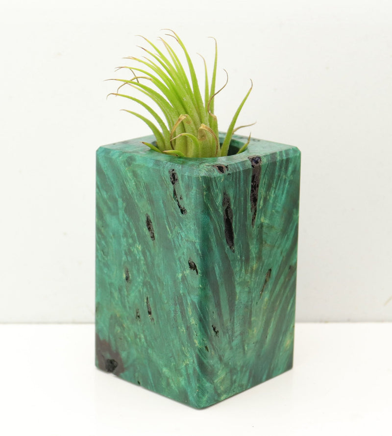 Wood Burl  Air Plant Holder - Lola (Wood Burl, 689725)
