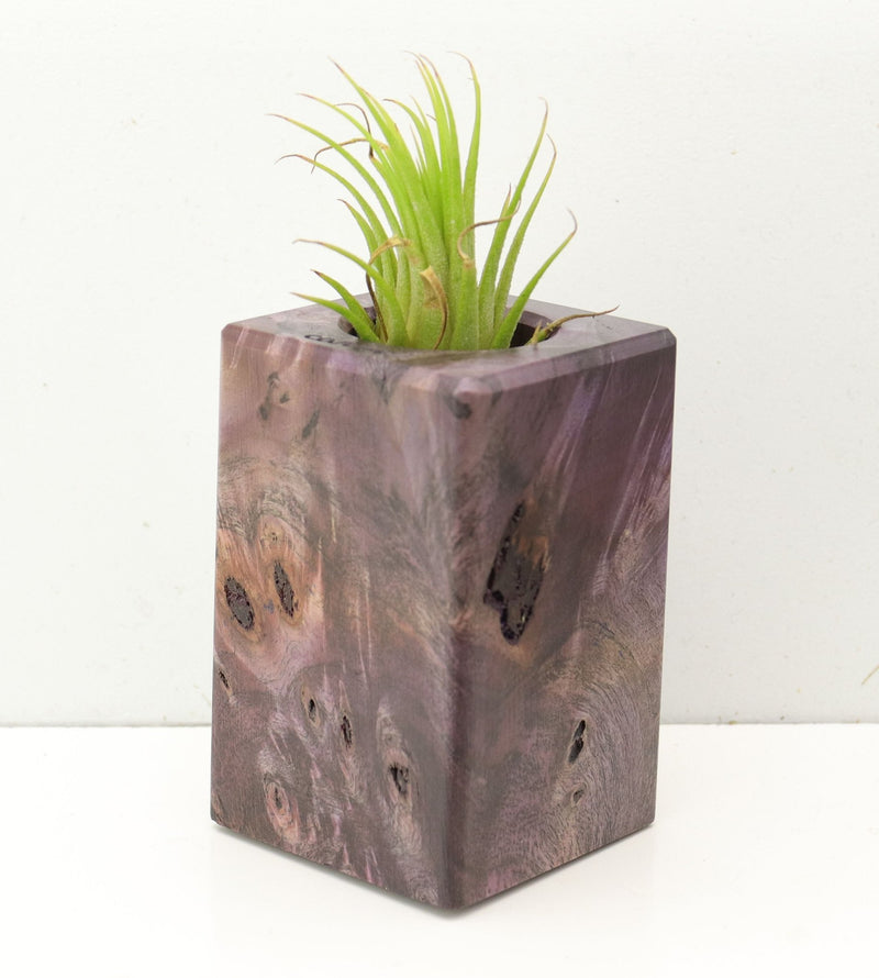 Wood Burl  Air Plant Holder - Callum (Wood Burl, 689726)