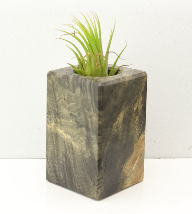 Wood Burl  Air Plant Holder - Magnolia (Wood Burl, 689727)