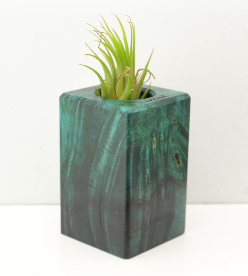 Wood Burl  Air Plant Holder - Madyson (Wood Burl, 689730)