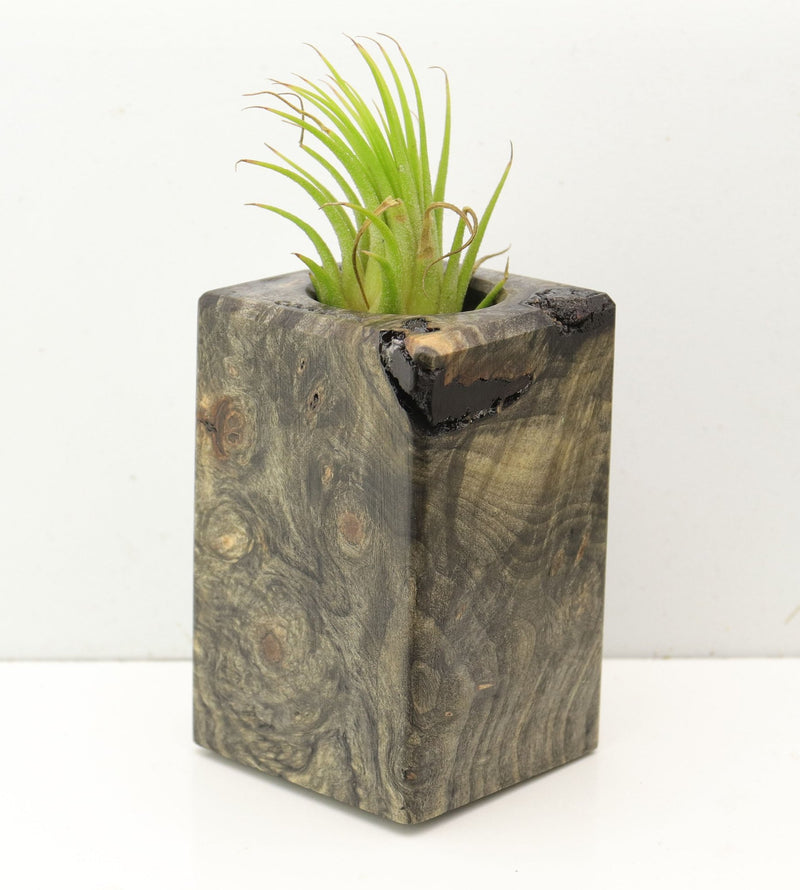 Wood Burl  Air Plant Holder - David (Wood Burl, 689731)