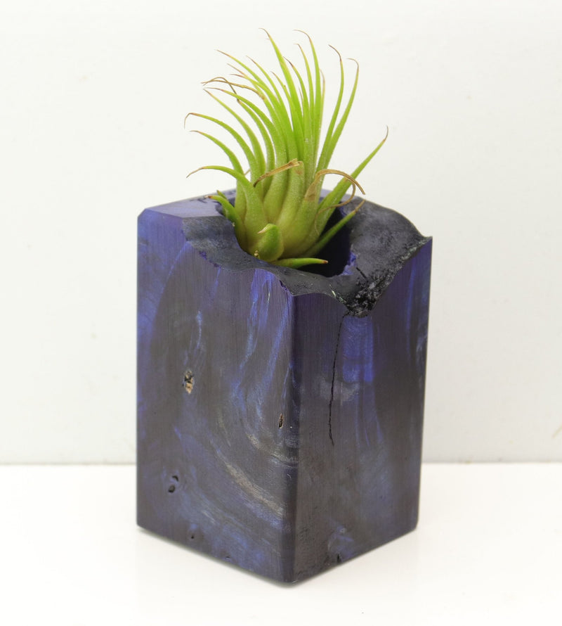Wood Burl  Air Plant Holder - Elliot (Wood Burl, 689732)
