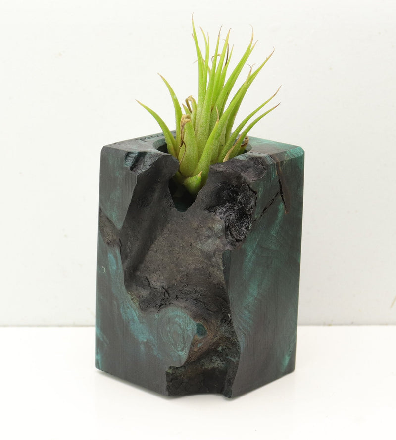 Wood Burl  Air Plant Holder - Lucinda (Wood Burl, 689733)