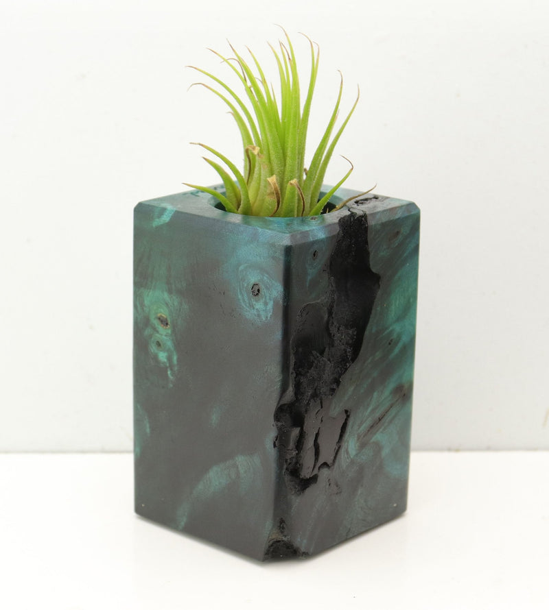 Wood Burl  Air Plant Holder - Yasmin (Wood Burl, 689735)
