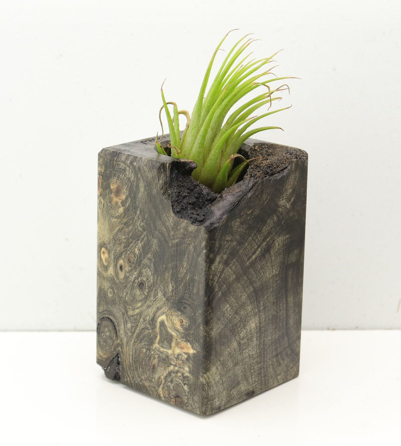 Wood Burl  Air Plant Holder - Daryl (Wood Burl, 689736)