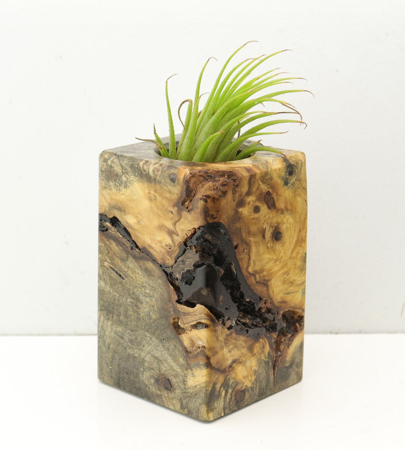 Wood Burl  Air Plant Holder - Charlee (Wood Burl, 689737)