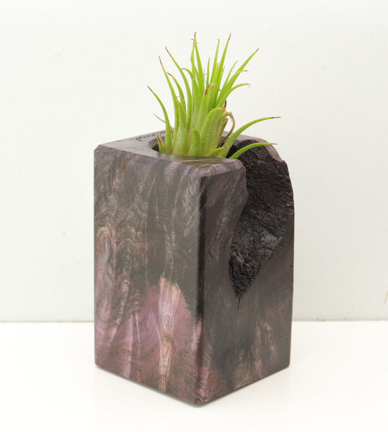 Wood Burl  Air Plant Holder - Kara (Wood Burl, 689738)