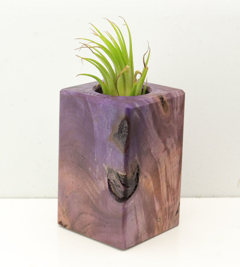 Wood Burl  Air Plant Holder - Nathan (Wood Burl, 689739)