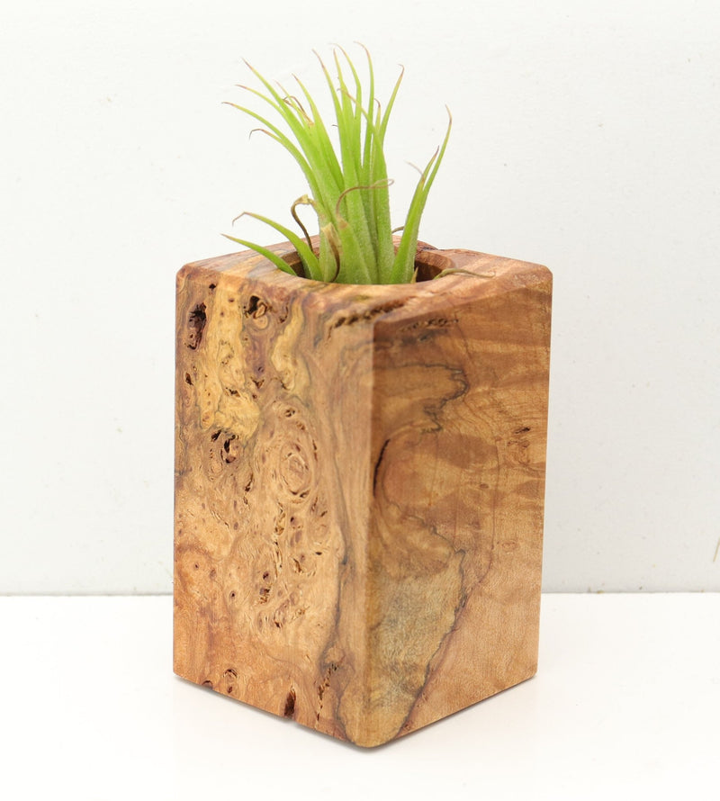 Wood Burl  Air Plant Holder - Eli (Wood Burl, 689740)