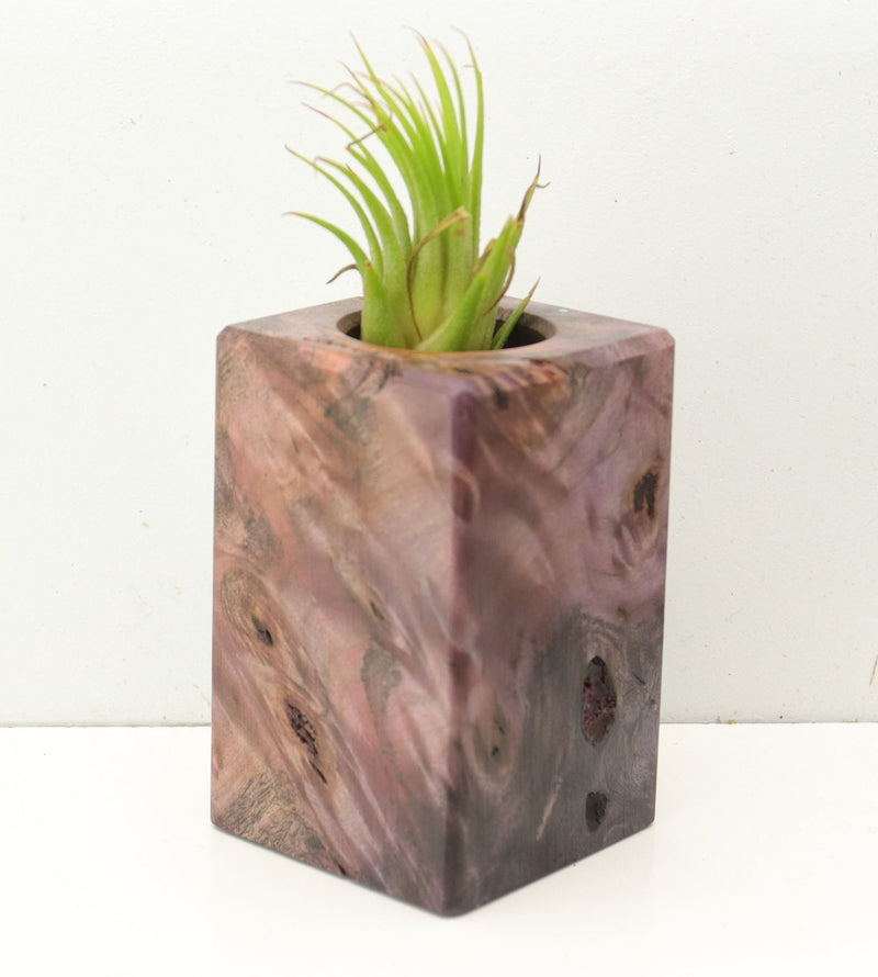 Wood Burl  Air Plant Holder - Tommy (Wood Burl, 689741)