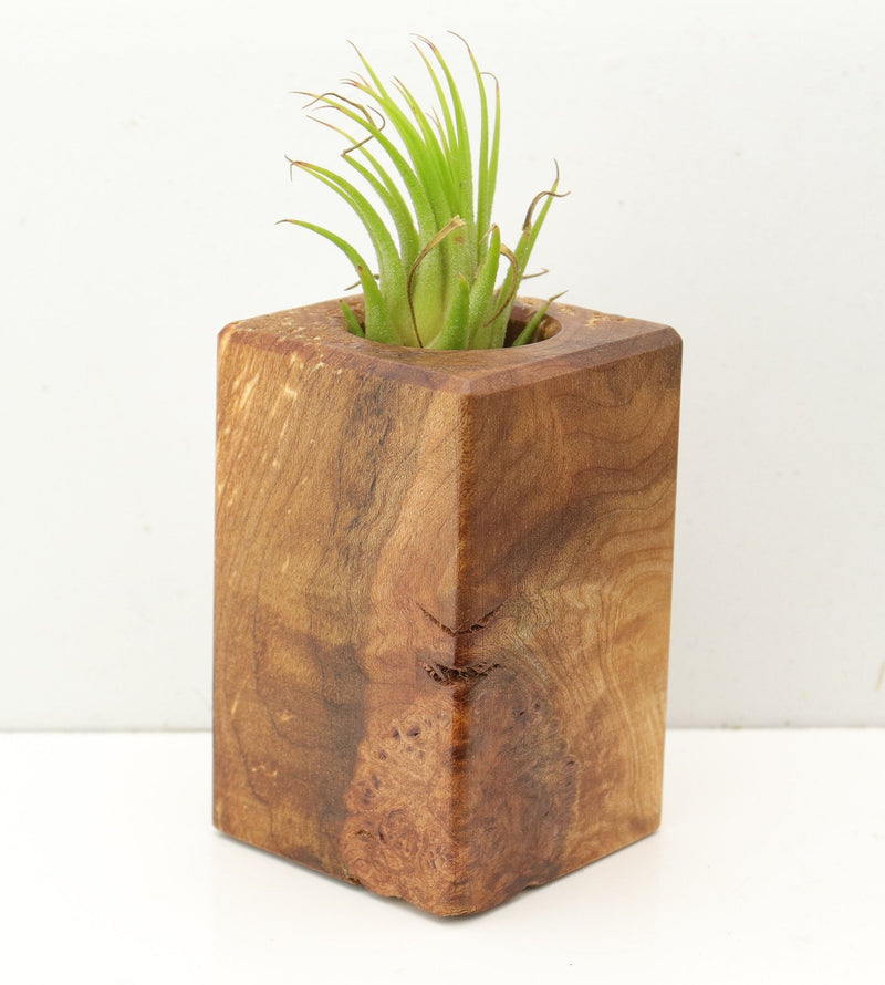 Wood Burl  Air Plant Holder - Grace (Wood Burl, 689742)