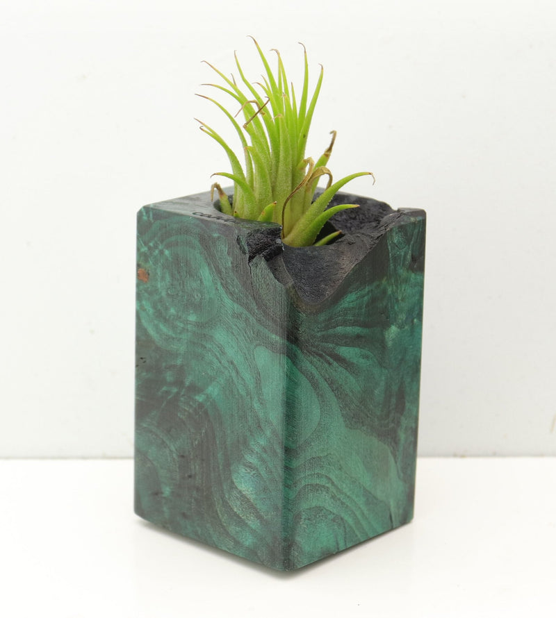 Wood Burl  Air Plant Holder - Estrella (Wood Burl, 689743)