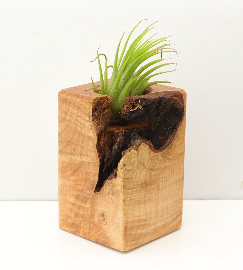 Wood Burl  Air Plant Holder - Arya (Wood Burl, 689744)