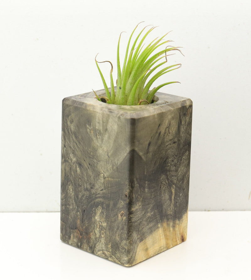 Wood Burl  Air Plant Holder - Yasmin (Wood Burl, 689745)