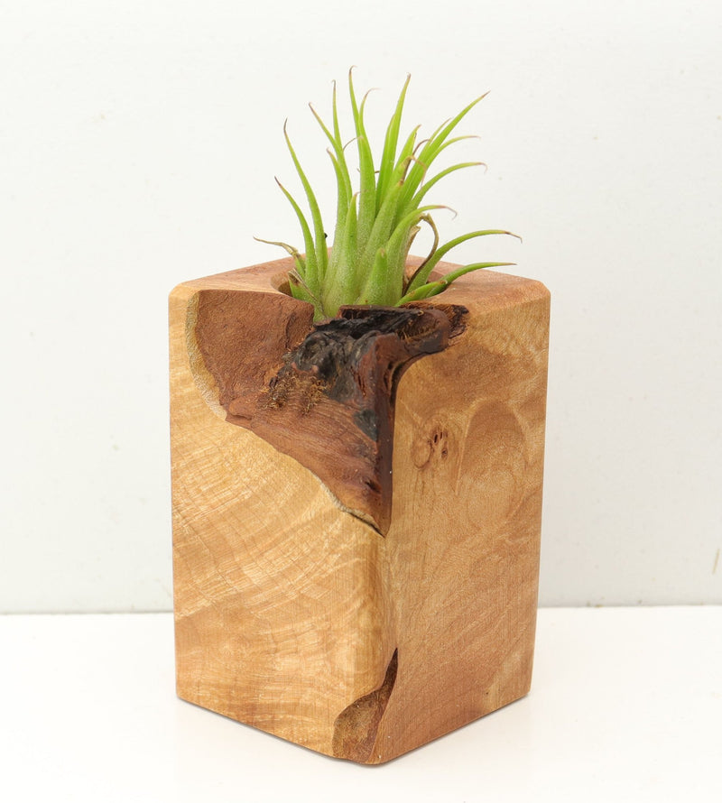 Wood Burl  Air Plant Holder - Makayla (Wood Burl, 689746)
