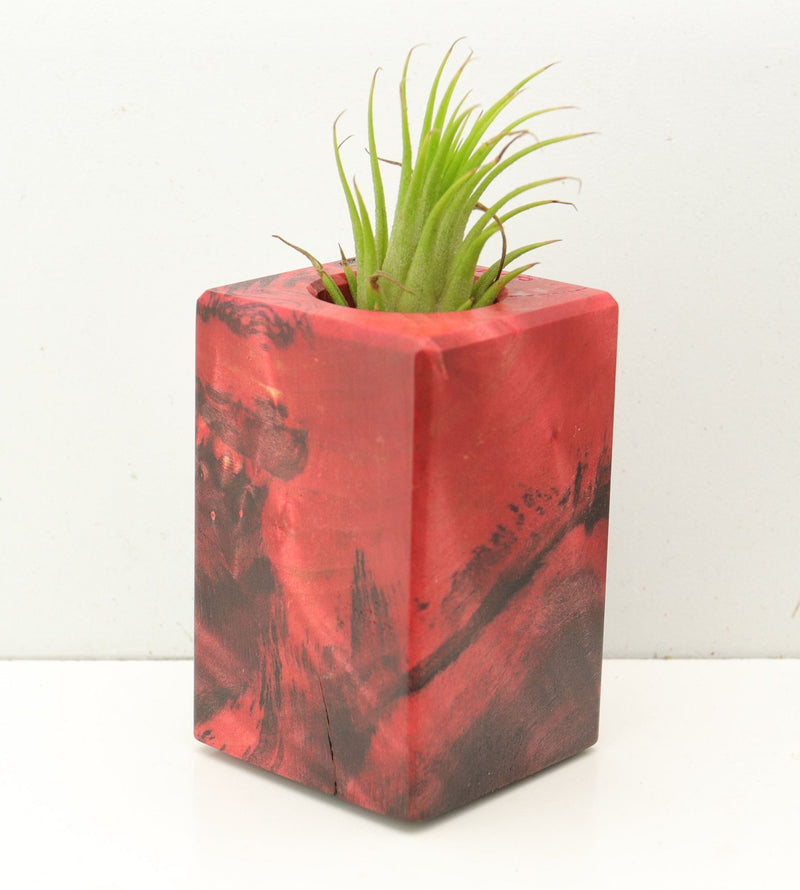 Wood Burl  Air Plant Holder - Kyrie (Wood Burl, 689747)