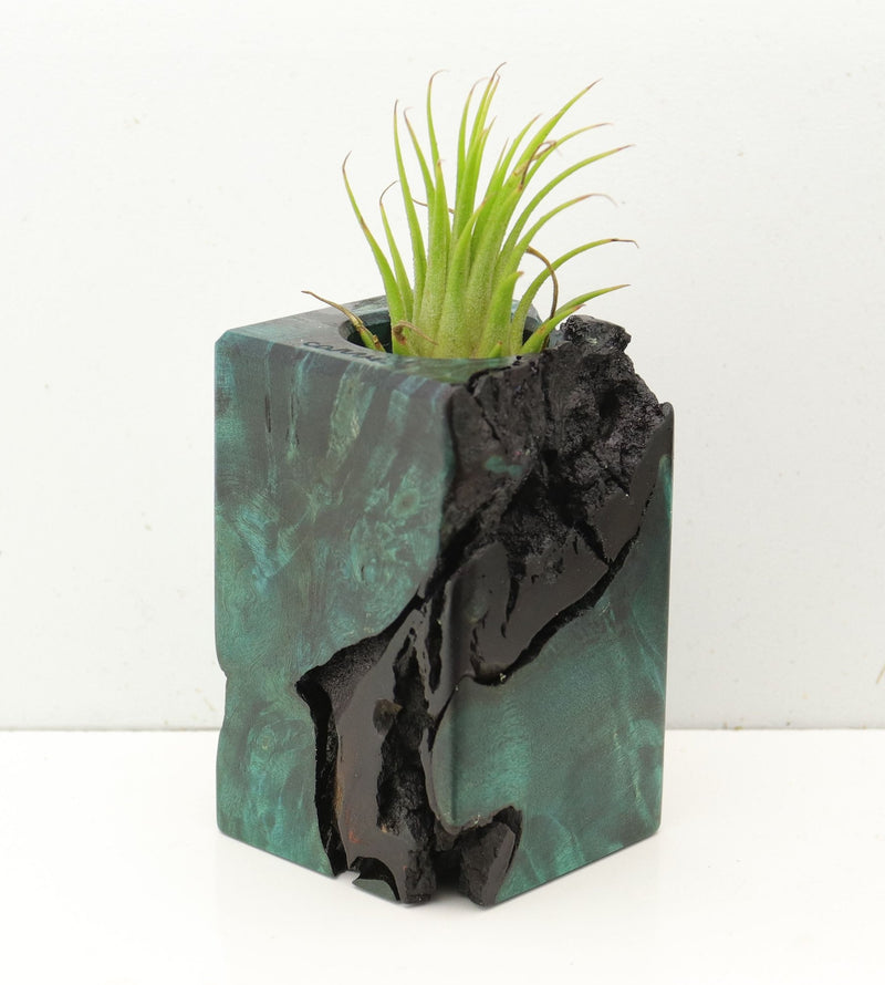 Wood Burl  Air Plant Holder - Catherine (Wood Burl, 689748)