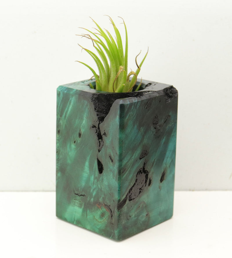 Wood Burl  Air Plant Holder - Gemma (Wood Burl, 689749)