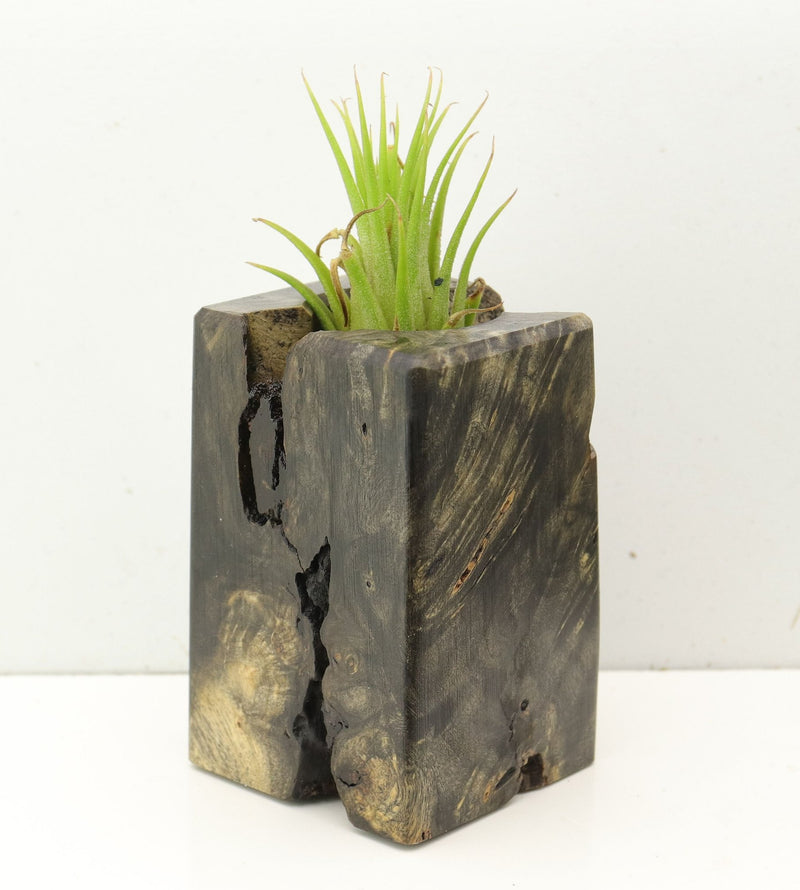 Wood Burl  Air Plant Holder - Joe (Wood Burl, 689750)