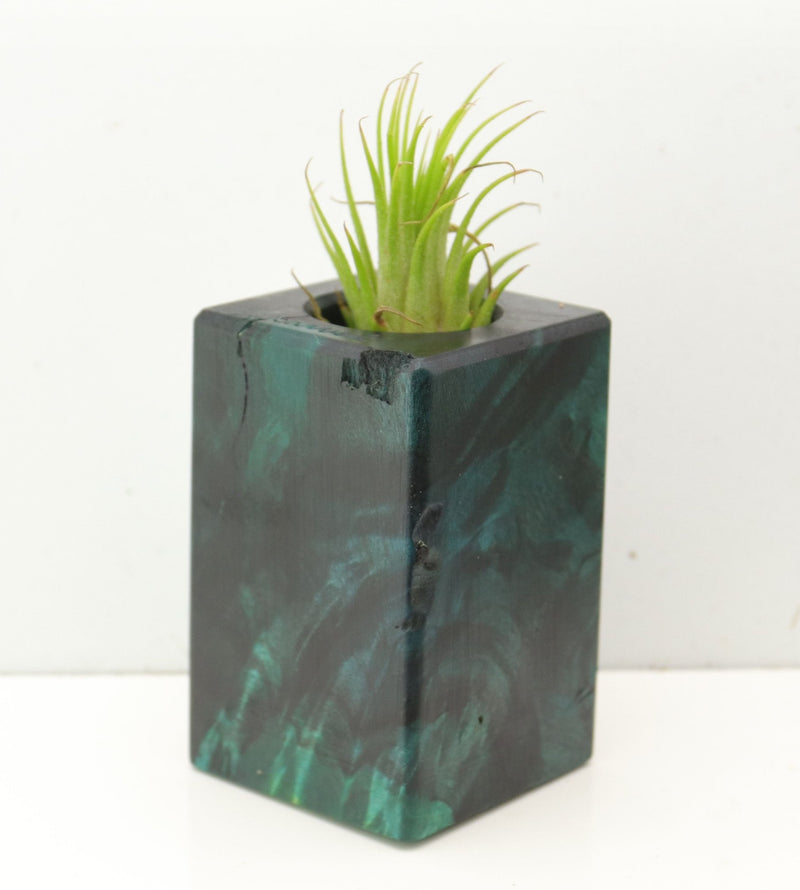 Wood Burl  Air Plant Holder - Juan (Wood Burl, 689751)