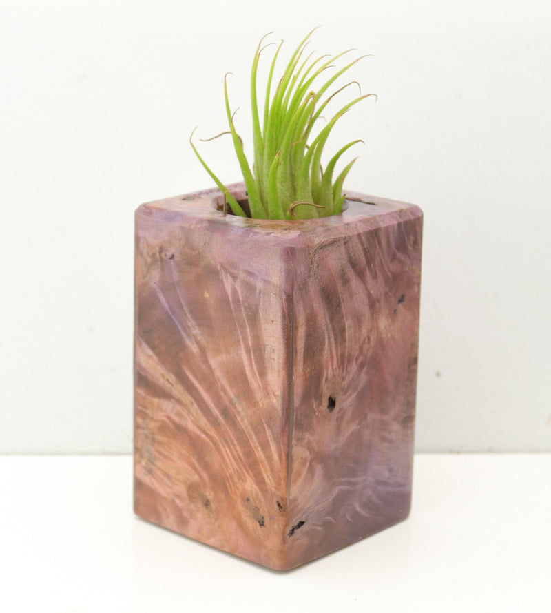 Wood Burl  Air Plant Holder - Emersyn (Wood Burl, 689752)