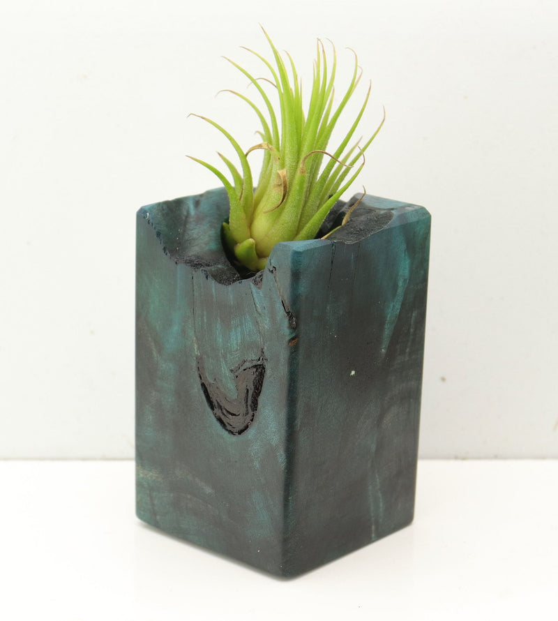 Wood Burl  Air Plant Holder - Arthur (Wood Burl, 689753)