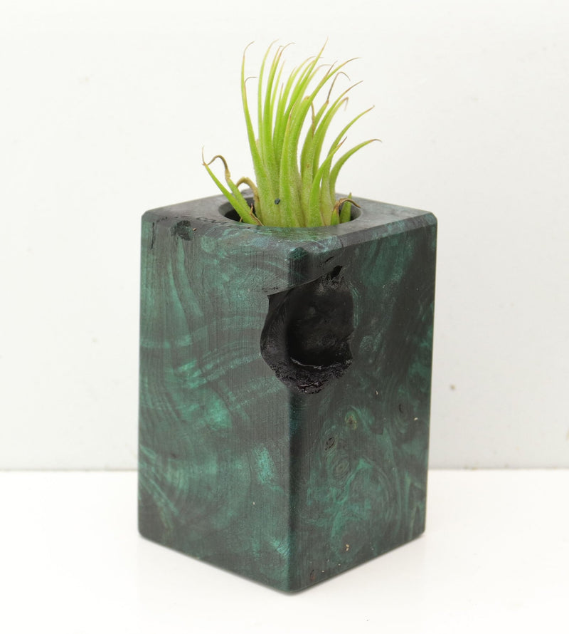 Wood Burl  Air Plant Holder - Peyton (Wood Burl, 689754)