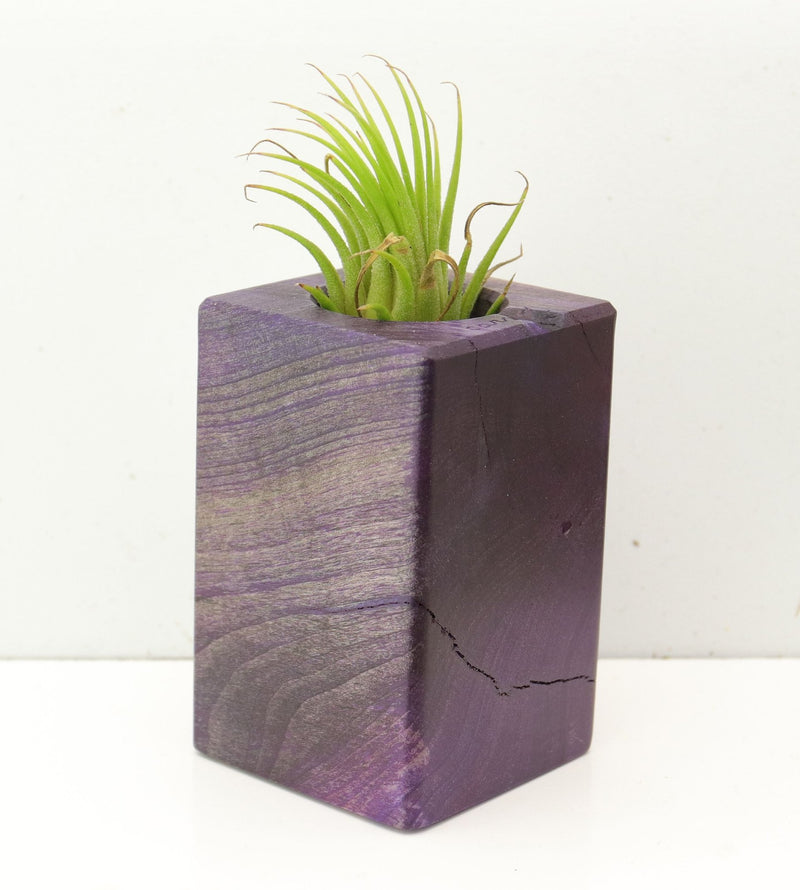 Wood Burl  Air Plant Holder - Myrna (Wood Burl, 689755)