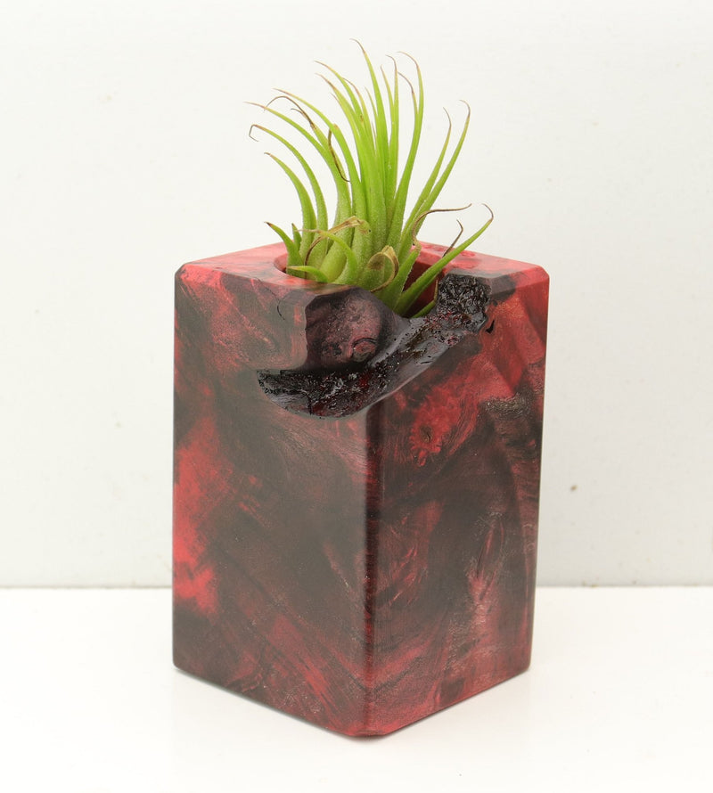 Wood Burl  Air Plant Holder - Alex (Wood Burl, 689756)