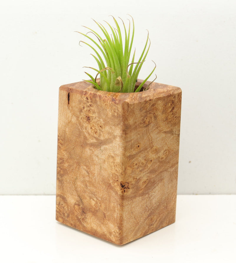 Wood Burl  Air Plant Holder - Marcos (Wood Burl, 689757)