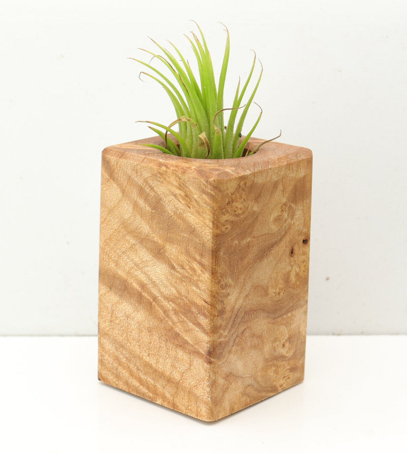 Wood Burl  Air Plant Holder - Jalen (Wood Burl, 689758)
