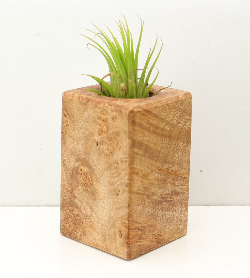 Wood Burl  Air Plant Holder - Sherri (Wood Burl, 689759)