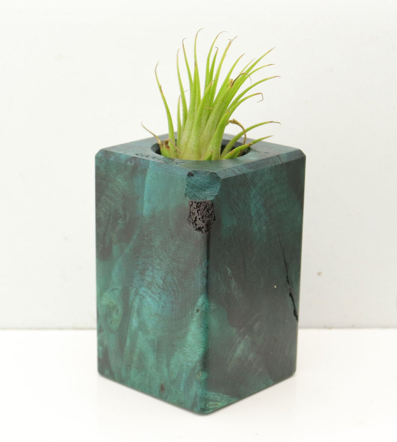 Wood Burl  Air Plant Holder - Ariyah (Wood Burl, 689760)