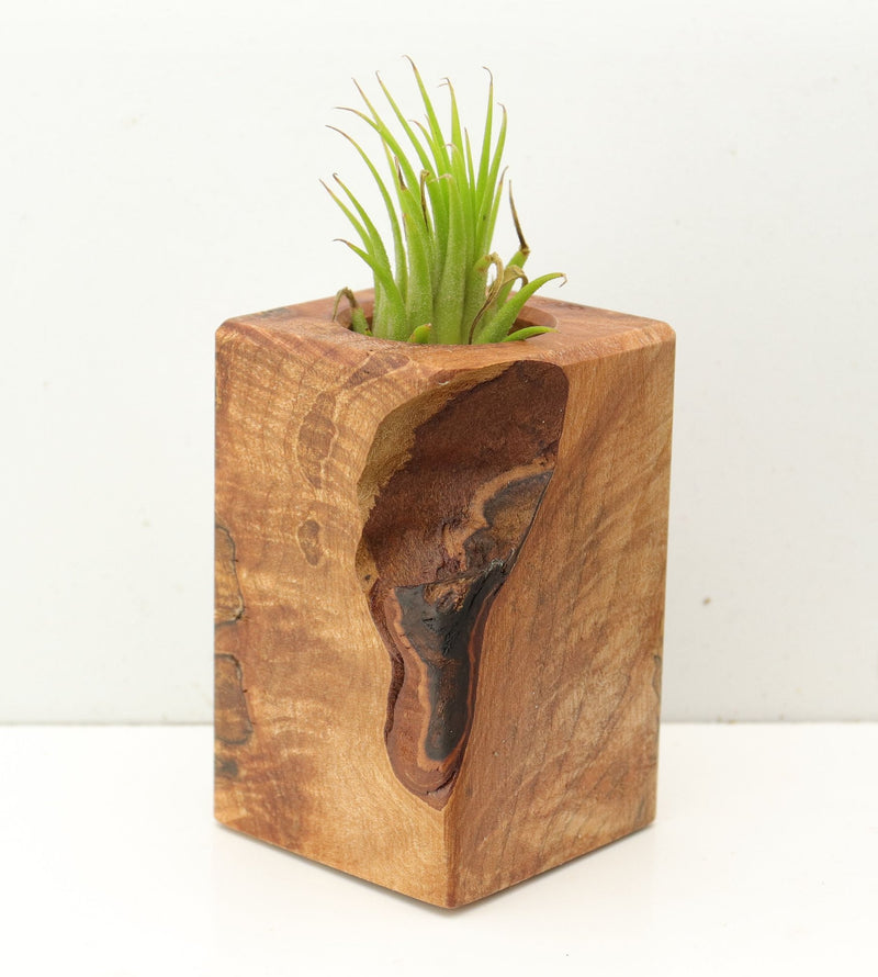 Wood Burl  Air Plant Holder - Trisha (Wood Burl, 689763)