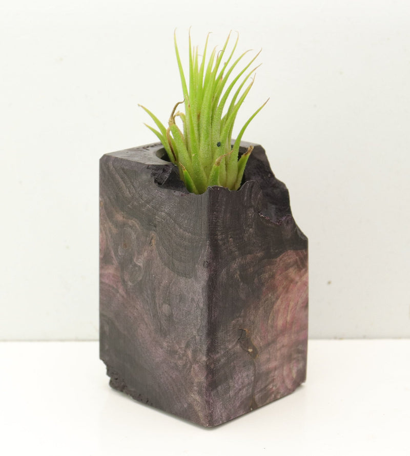 Wood Burl  Air Plant Holder - Eunice (Wood Burl, 689766)