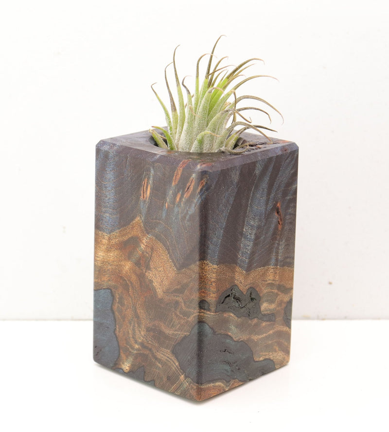Wood Burl  Air Plant Holder - Camden (Wood Burl, 691678)