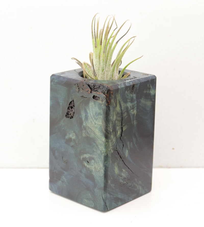 Wood Burl  Air Plant Holder - Cairo (Wood Burl, 691679)