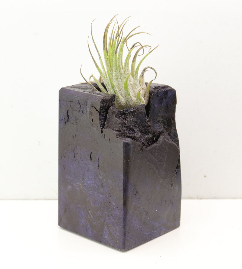 Wood Burl  Air Plant Holder - Darin (Wood Burl, 691680)