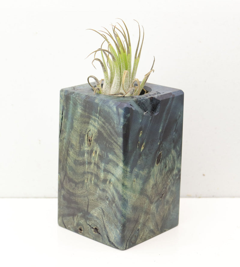Wood Burl  Air Plant Holder - Alice (Wood Burl, 691682)