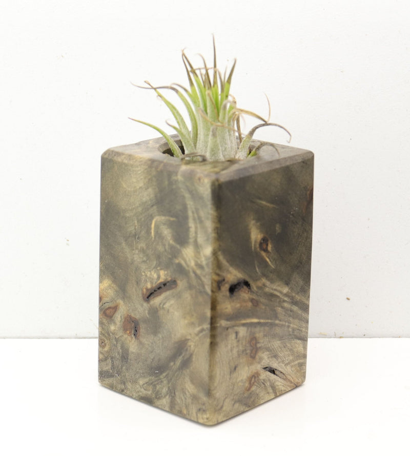 Wood Burl  Air Plant Holder - Larry (Wood Burl, 691683)