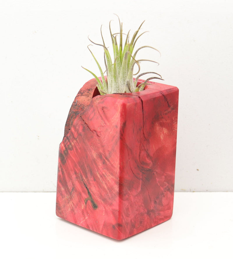 Wood Burl  Air Plant Holder - Royalty (Wood Burl, 691684)
