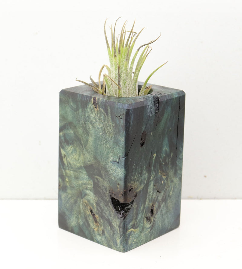 Wood Burl  Air Plant Holder - Kameron (Wood Burl, 691685)