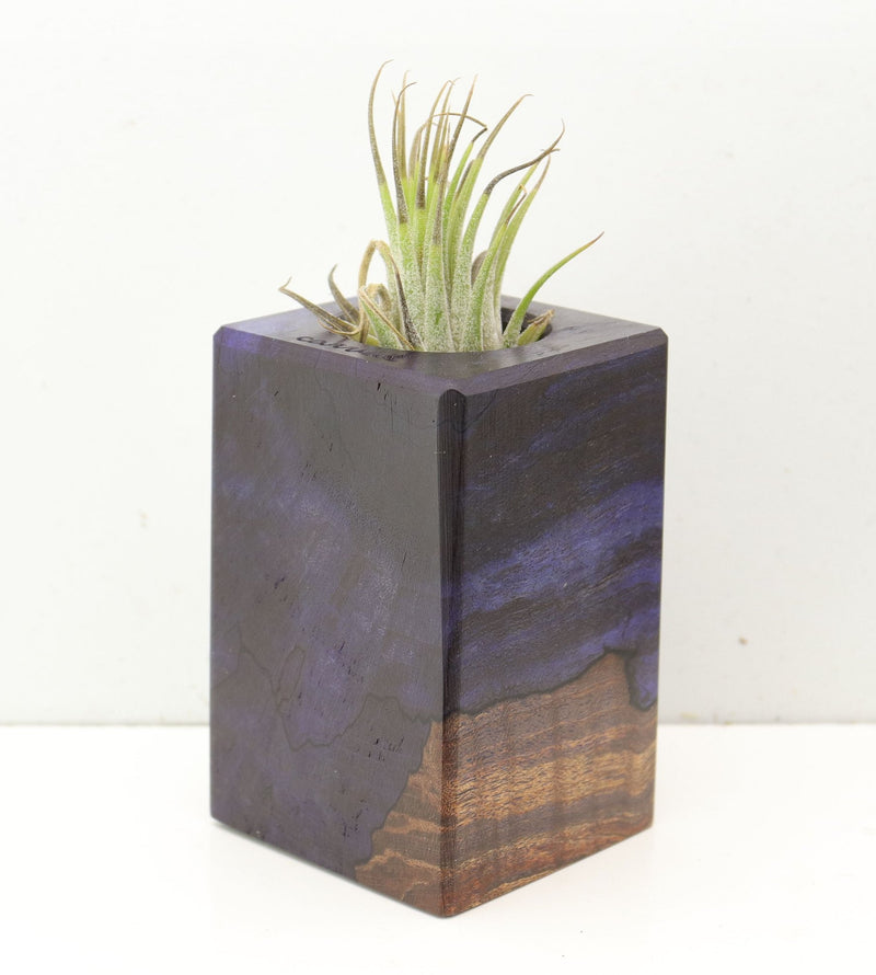 Wood Burl  Air Plant Holder - Floyd (Wood Burl, 691686)