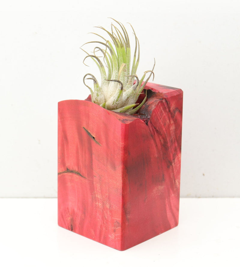 Wood Burl  Air Plant Holder - Trisha (Wood Burl, 691687)
