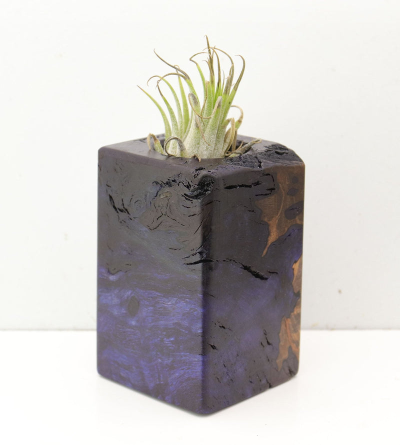 Wood Burl  Air Plant Holder - Phyllis (Wood Burl, 691688)